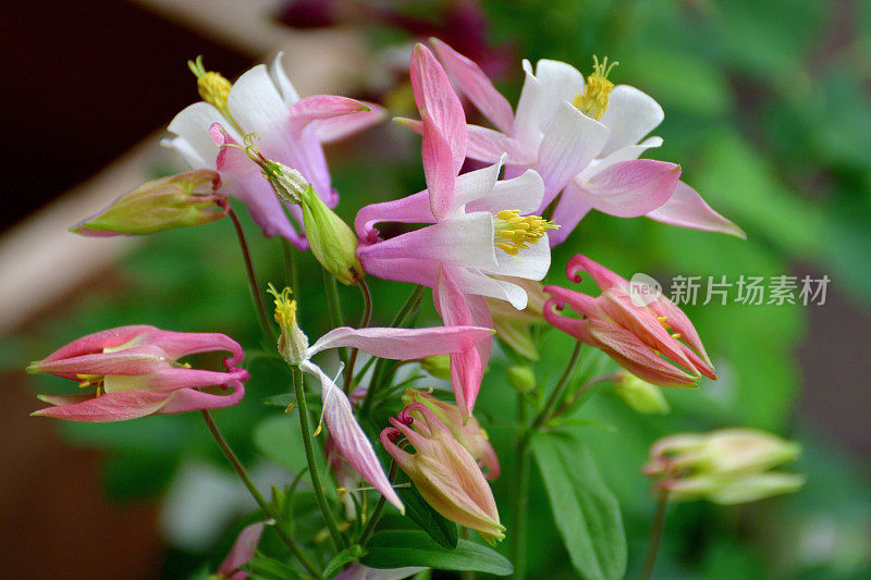 水仙花/耧斗菜花